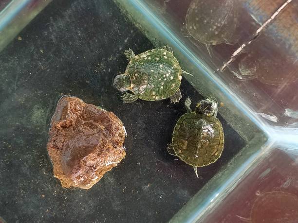 istock Two turtles cub in the aquarium 1452104074
