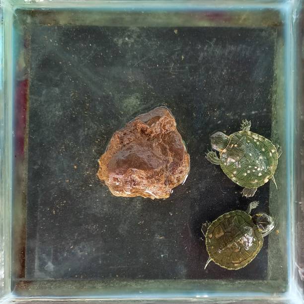 dois filhotes de tartarugas no aquário - young animal sea life amphibians animals and pets - fotografias e filmes do acervo