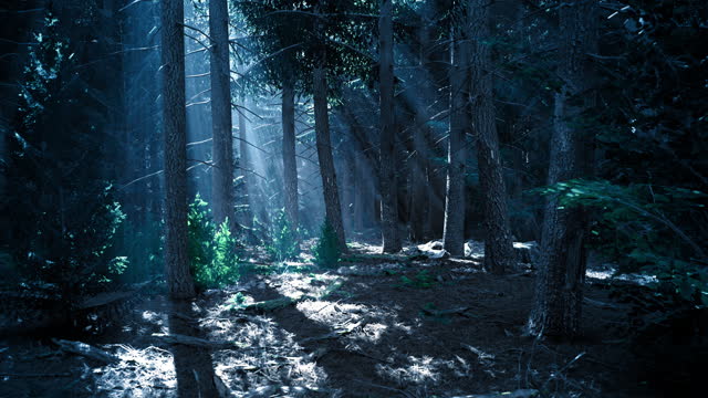 Night forest. Rays of moonlight are breaking through the trees. Mystical forest.