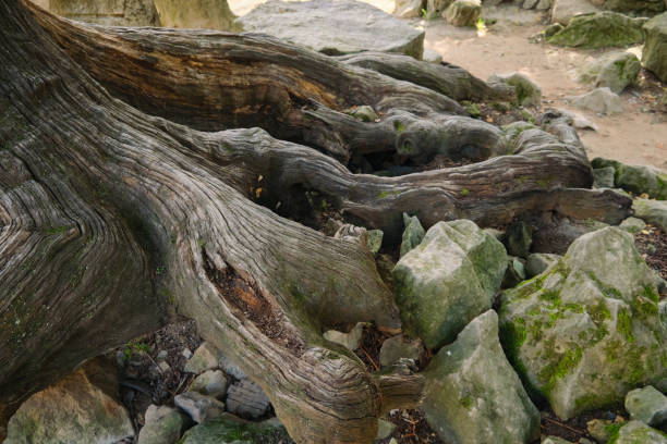 big old tree death roots between rocks stone survival concept. High quality photo