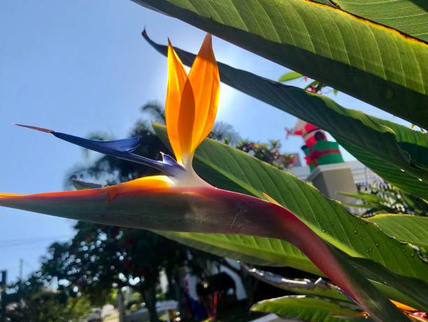 istock strelissa flower in blooming against the sunlight 1452106980