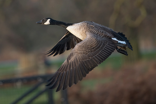A female Australian Settler Goose in the morning sun. Known as Pilgrim geese in the US.