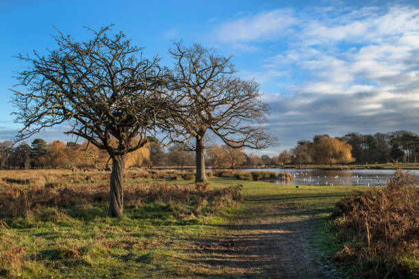 istock Christmas morning at Bushy Park 1452109340