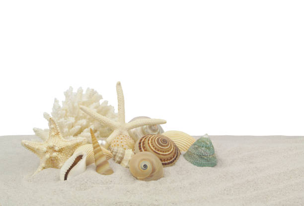 istock Seashells, starfishes and coral branch on sand against white background. 1452112047