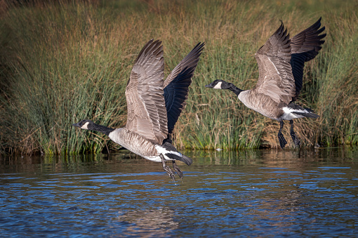 Canadian geese flying over local pond at Bushy Park Surrey