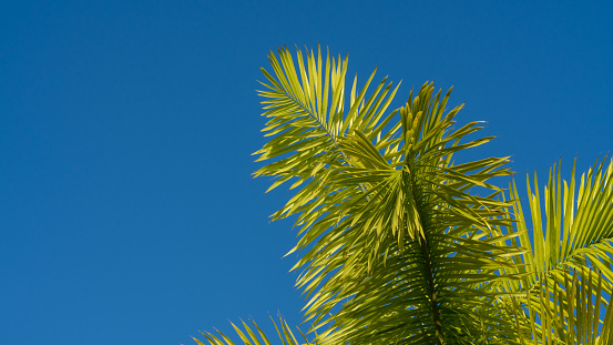Looking up at a palm tree set against a blue Caribbean sky