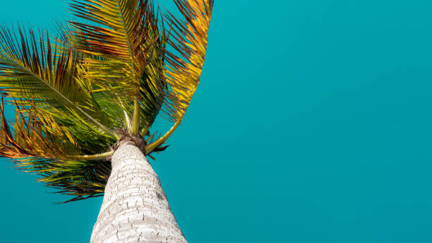 istock Looking up at a palm tree set against a Caribbean sky 1452113382