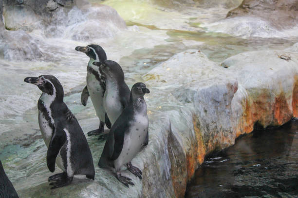 istock A group of penguins stand on ice near a pond 1452113514