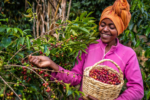 młoda afrykańska kobieta zbierająca wiśnie kawowe, afryka wschodnia - ethiopian coffee zdjęcia i obrazy z banku zdjęć