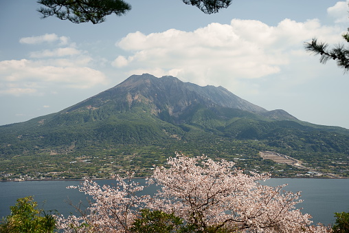 Sakurajima scenery frame with blooming cherry blossoms