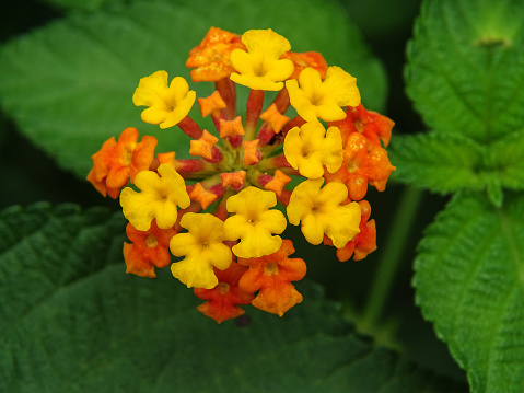 Lantana camara is a perennial, erect sprawling or scandent, flowering plant. Lantana is an invasive shrub. It competes with native plants for space and resources and also alters the nutrient cycle in the soil.The Lantana Camara are small tubular shaped flowers, which each have four petals and are arranged in clusters in terminal area stems. Flowers come in many different colours, including red, yellow, white, pink and orange, which differ depending on location in inflorescences, age, and maturity. The flower has a tutti fruity smell with a peppery undertone.The leaves are ovate, opposite, and simple and have a strong odour when crushed. Lantana leaves have antimicrobial, fungicidal and insecticidal properties.Lantana camara has also been used in traditional herbal medicines for treating a variety of ailments, including cancer, skin itches, leprosy, chicken pox, measles, asthma and ulcers.