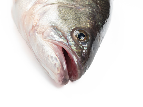 Freshwater Bass Headshot on White Background