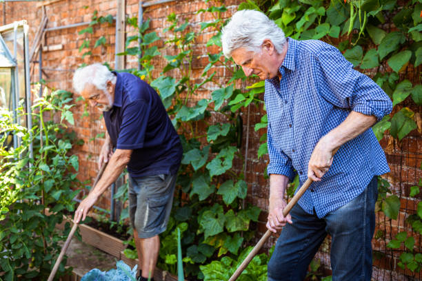 istock Two senior gardeners at work in community vegetable garden 1452121532