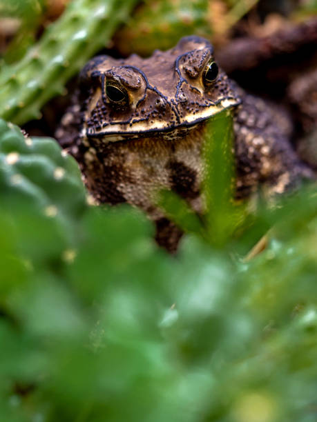 istock Close-up of the face of a Toad Bufo melanostictus 1452122202