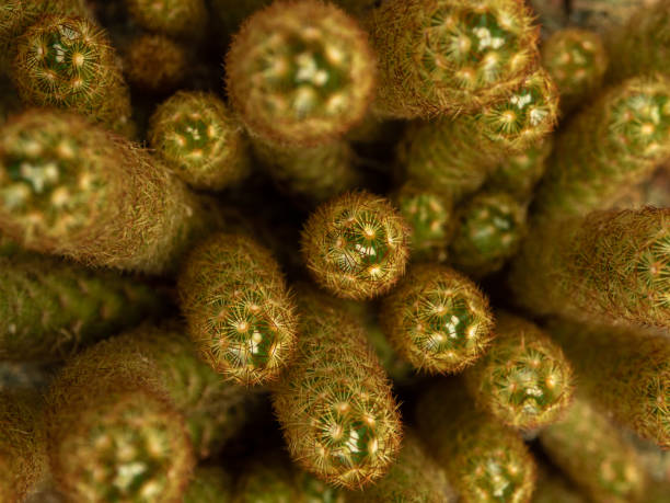 close-up on top of mammillaria elongata clump - mammillaria cactus imagens e fotografias de stock
