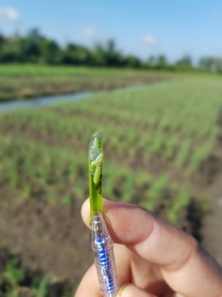 istock Mango beetle lay egg on mango buds and vein of mango leaf, after hatching the larvae of this beetle will eat inside. 1452123718