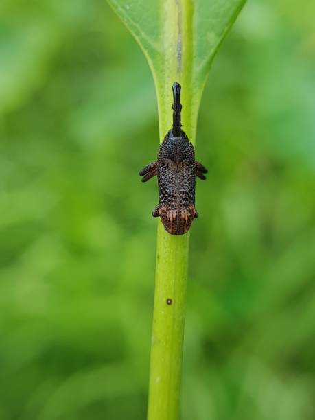 istock Mango beetle lay egg on mango buds and vein of mango leaf, after hatching the larvae of this beetle will eat inside. 1452124619