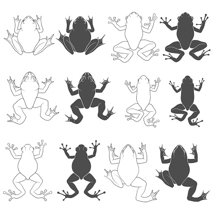 Set of black and white illustrations with tree and river frogs. Isolated vector objects on white background.