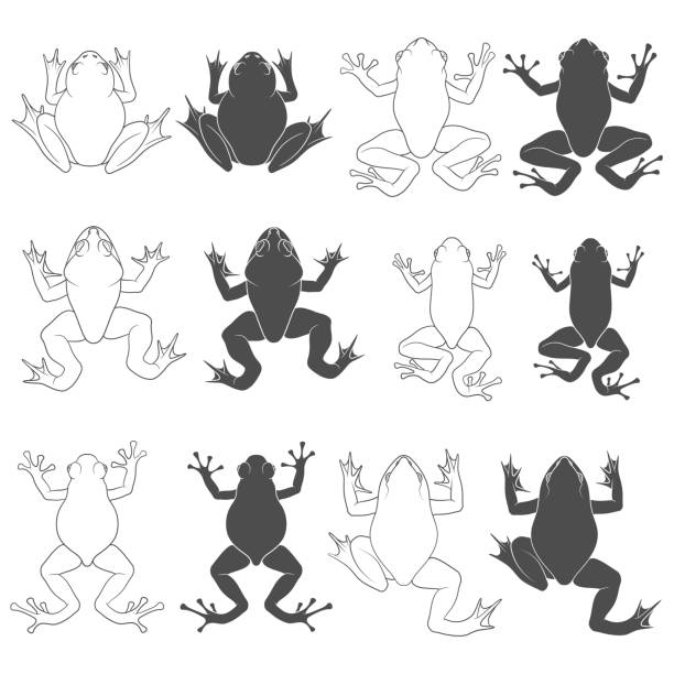 Set of black and white illustrations with tree and river frogs. Isolated vector objects. Set of black and white illustrations with tree and river frogs. Isolated vector objects on white background. cartoon of a frog black and white stock illustrations