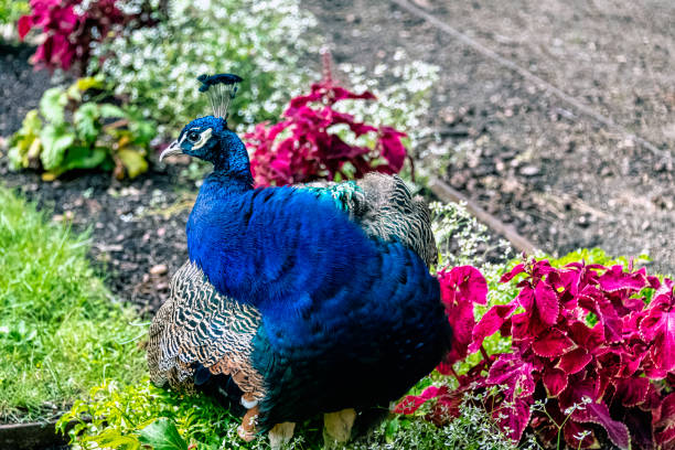 istock Indian peacock in Polish park - Warsaw, Poland 1452128021