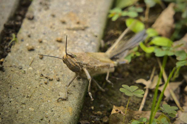Head close up of a grasshopper