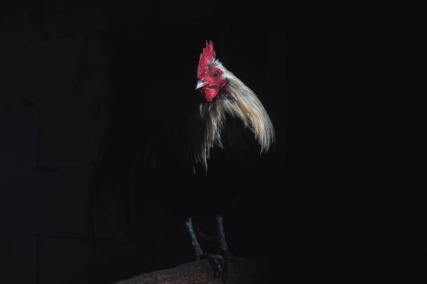 istock beautiful rooster portrait in the dark 1452134130