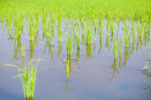 Rice sprouts in the paddy rice field, Chiang Mai Province.