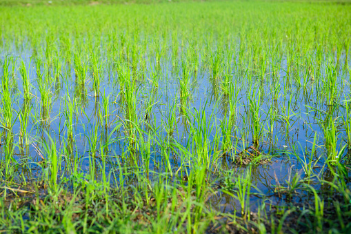 Rice sprouts in the paddy rice field, Chiang Mai Province.