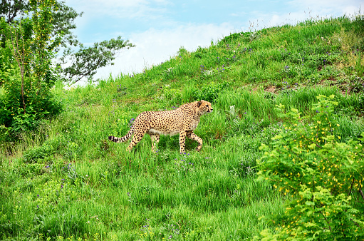 Walking cheetah in green grass