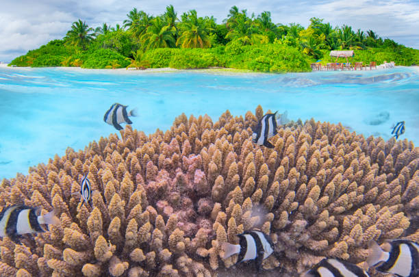istock Split shot of tropical paradise 1452135417