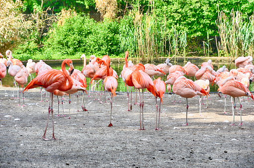 Flock of flamingos outdoors at a pond