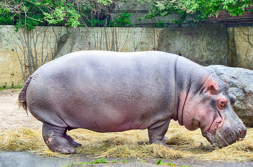 Hippopotamus (Hippopotamus amphibius) eats hay