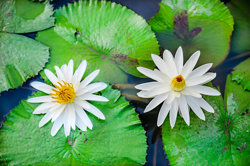 Water lily pond. Fresh green leaves and white flowers. (nymphaea alba)