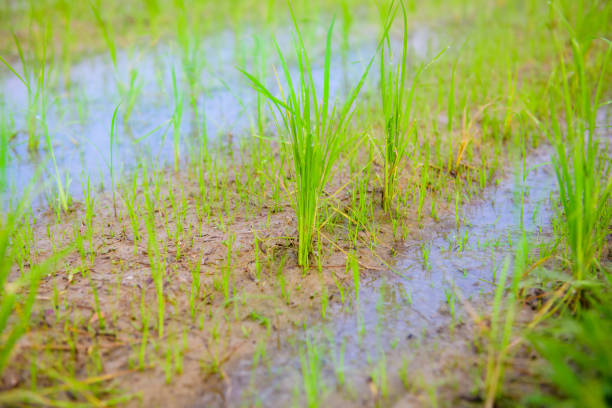 Rice sprouts in the paddy field, Chiang Mai Province.
