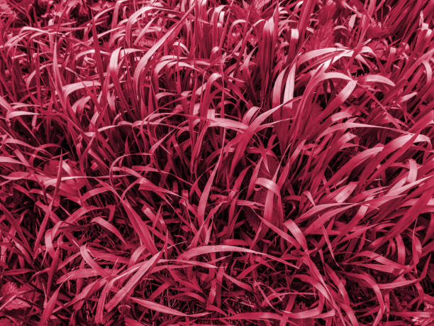 Elymus repens weed texture tinted with trendy burgundy Viva Magenta 2023 color Elymus repens weed texture tinted with trendy burgundy Viva Magenta 2023 color. Natural floral modern couch grass pattern elymus stock pictures, royalty-free photos & images