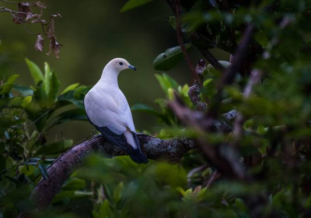 istock The White among the Green Vegetation 1452137082