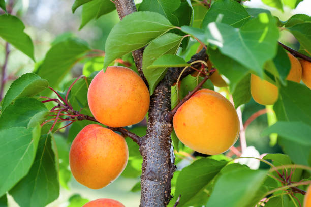 istock Ripe apricots in the orchard 1452137089