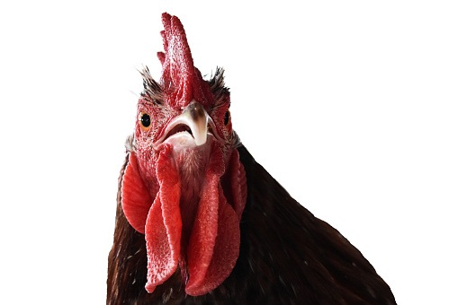 Funny Farm Animal Moments Stock Photo - Download Image Now - Agriculture, Animal, Animal Body Part - iStock Funny Farm Animal Moments Stock Photo - Download Image Now - Agriculture, Animal, Animal Body Part - iStock