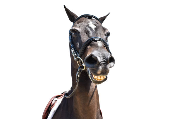 Horse baring teeth