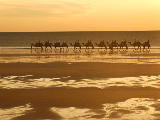 istock Camels at sunset on Cable Beach Broome 1452137326