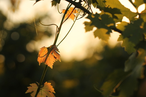 Leaves in a vineyard at sunset in Summer