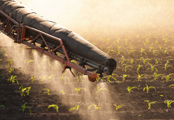 Tractor spraying corn field in sunset stock photo