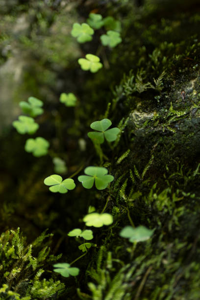 istock Tiny clover leaves on black ground and bright green moss in wet forest, closeup, blur, macro, vertical. Natural plant background. 1452138543