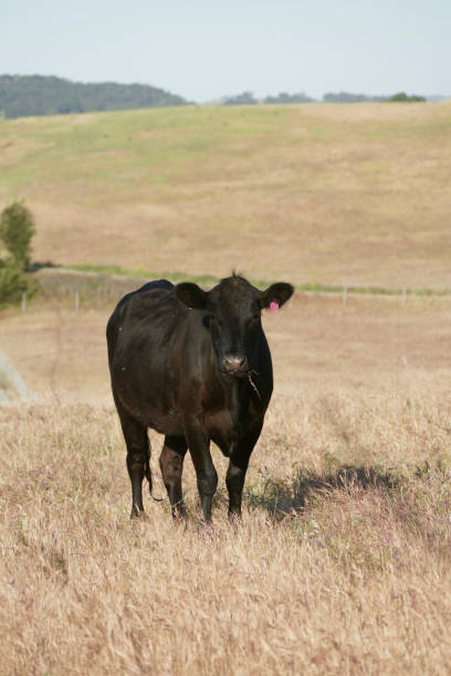 istock Black cow in an open field looking at the camera 1452139412