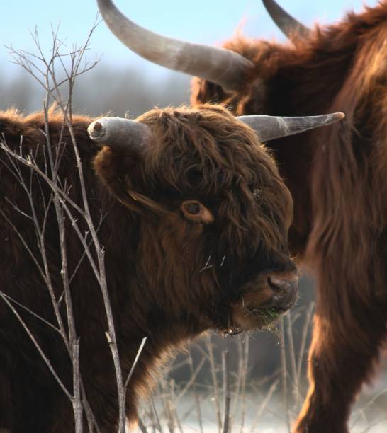 istock Highland cow portrait 1452140524