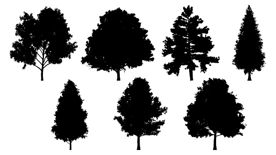 Set of tree silhouettes for the forest or park background. Cedar, oak, robinia, maple black silhouettes