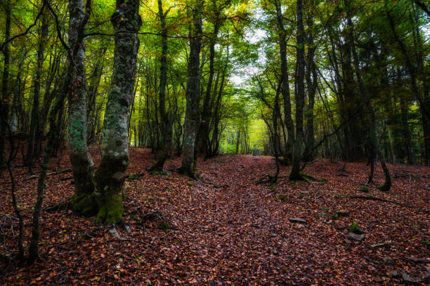 istock nature sceneries on Mount Pollino, basilicata 1452144348