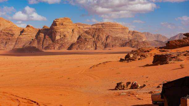 istock Two camels in Wasi Rum desert 1452146219