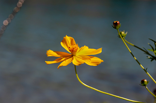 A delicate, tall, graceful plant (Cosmos sulphureus) with yellow flowers grows near the water in a flower bed.