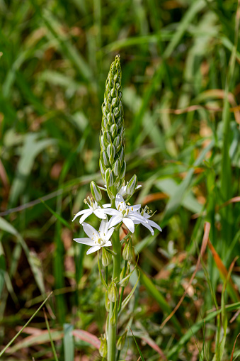 A tender plant (Ornithogalum nutans) with white flowers grows in a mountain meadow on a spring day